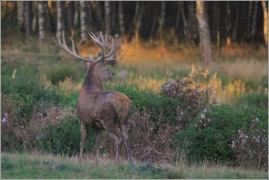 <p>JELEN LESNÍ (Cervus elaphus) obora /Red deer - Rothirsch/</p>